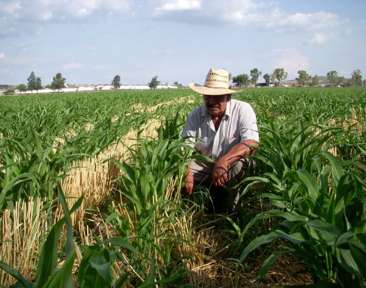 Casi 2 millones de agricultores ya pueden disponer de su pago de Producción para el Bienestar