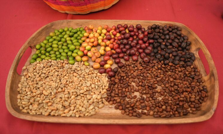 Café para el Bienestar, comercio justo para las y los productores de Sembrando Vida en Guerrero