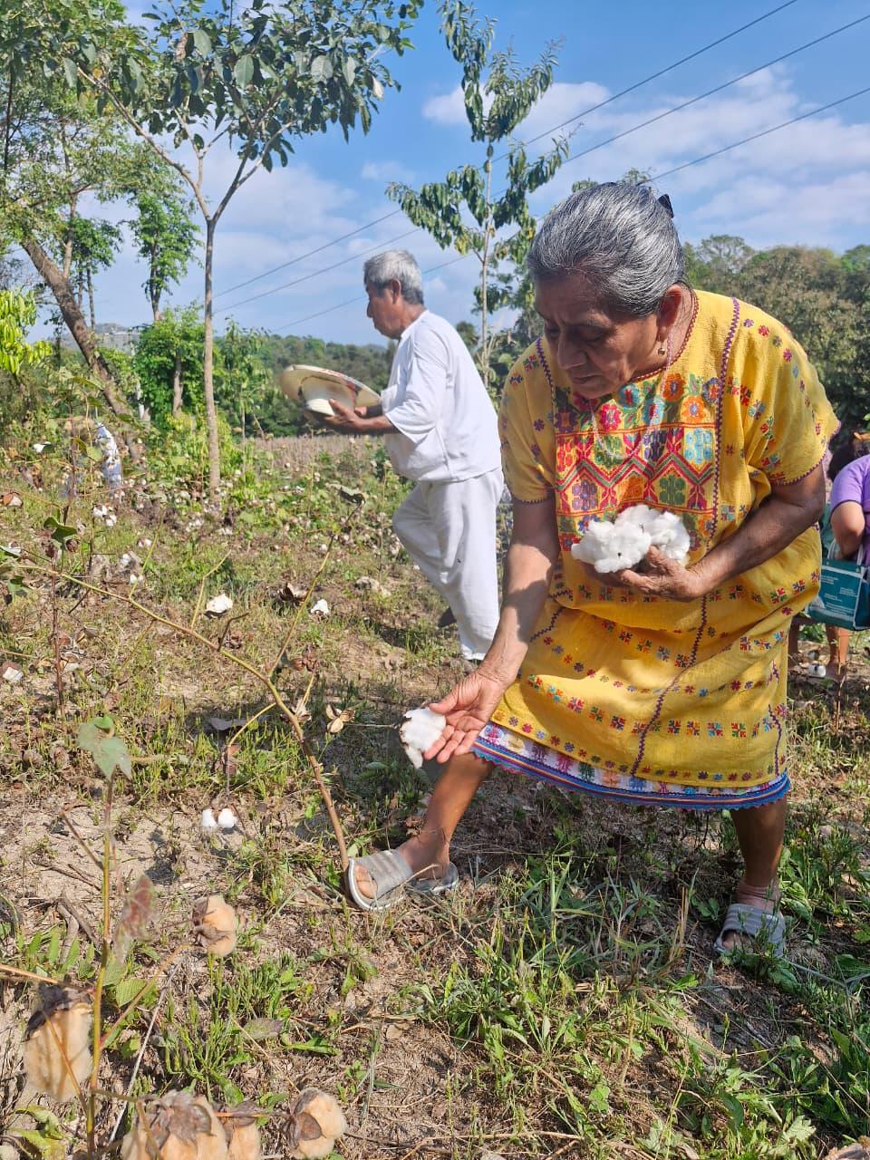 algodon-amuzgo-Sembrando-Vida