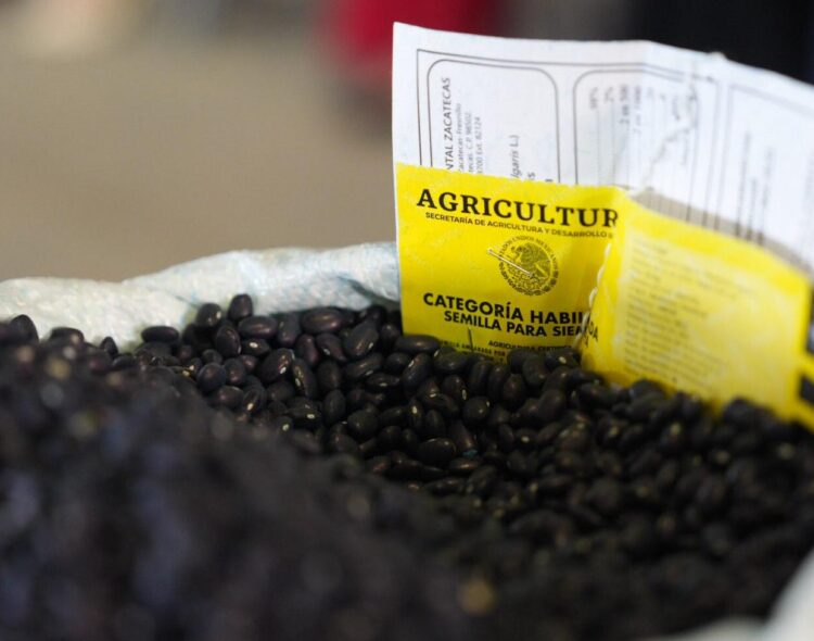 Producción y Fertilizantes para el Bienestar fortalecen el Plan de Autosuficiencia de Frijol