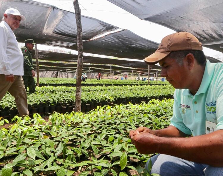 Así funcionan las Comunidades de Aprendizaje Campesino del programa Sembrando Vida