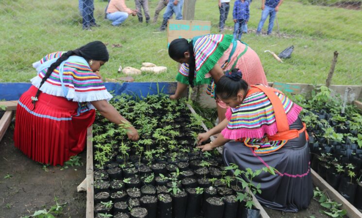 Sembrando Vida logra reforestar más de un millón de hectáreas en el país