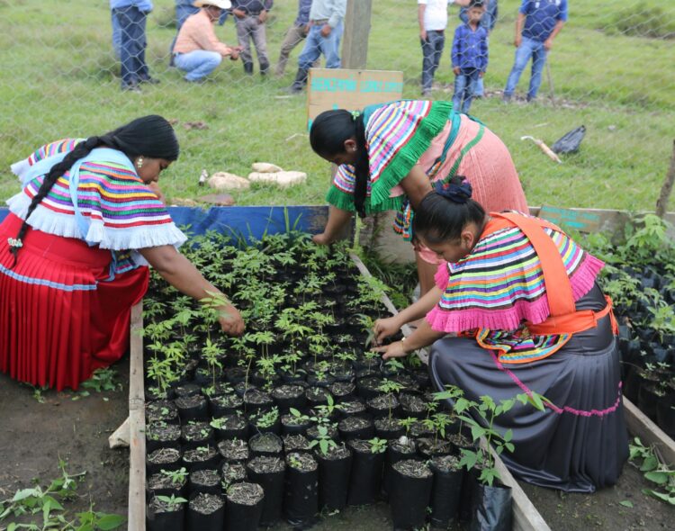 Sembrando Vida también reconstruye tejido social; ayuda a los campesinos en estos temas