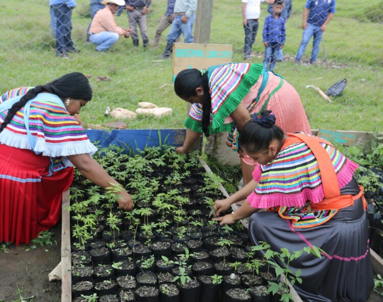 Sembrando Vida 2025: Sembradores reciben 6,450 pesos mensuales más estos apoyos