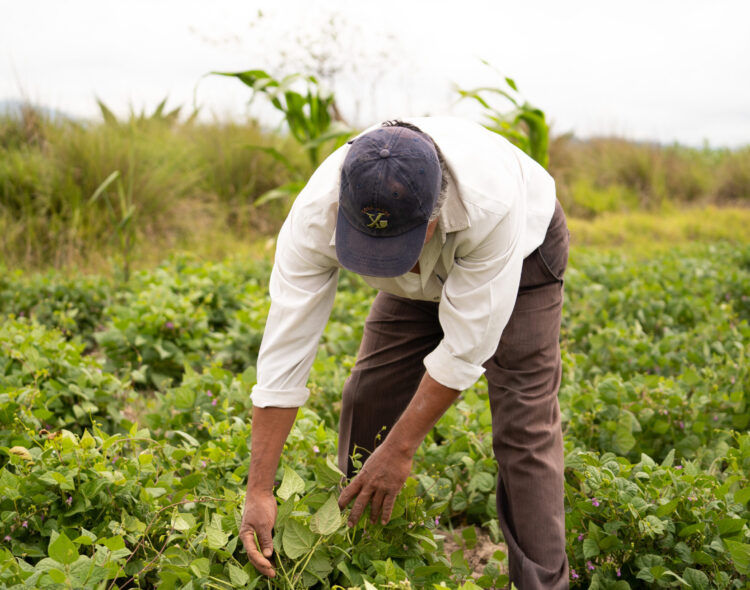 Fertilizantes para el Bienestar rebasa cobertura de 3 millones de hectáreas de cultivos estratégicos