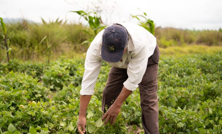 Se apoyará a productoras y productores afectados por el huracán "Otis"