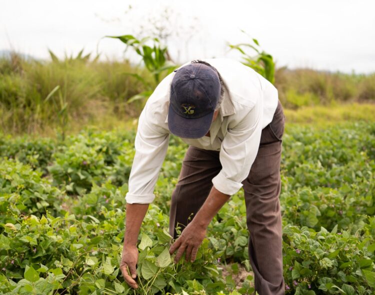 Se apoyará a productoras y productores afectados por el huracán "Otis"