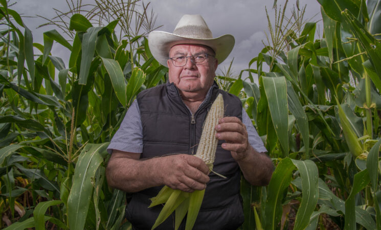 Producción para el Bienestar apoya a 139 mil productores, la mayoría recién incorporados a su padrón