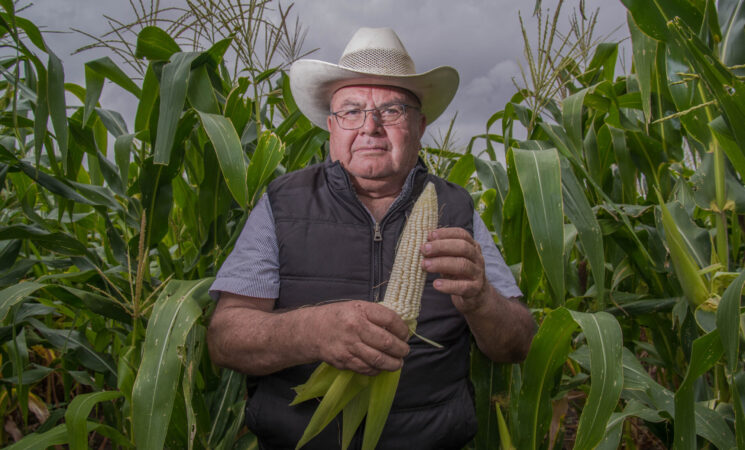 Producción para el Bienestar apoya a 139 mil productores, la mayoría recién incorporados a su padrón