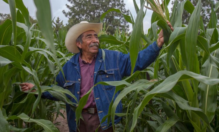 ¿En qué consisten los sistemas agroforestales del programa Sembrando Vida? Te explicamos