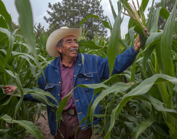 ¿En qué consisten los sistemas agroforestales del programa Sembrando Vida? Te explicamos