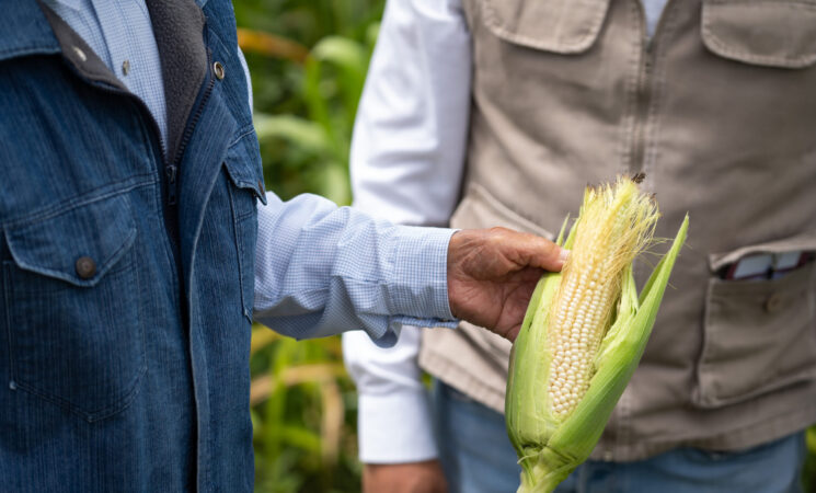 En febrero se dispersarán 90% de los recursos de Producción para el Bienestar