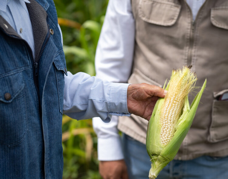 En febrero se dispersarán 90% de los recursos de Producción para el Bienestar