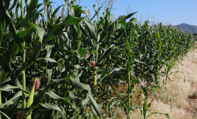 Fertilizantes para el Bienestar iniciará entrega de insumos en 12 entidades esta semana