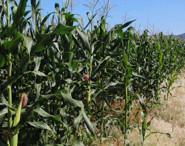 Fertilizantes para el Bienestar iniciará entrega de insumos en 12 entidades esta semana