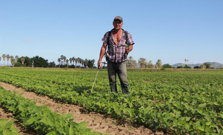 Aumenta apoyo del programa Sembrando Vida, beneficiarios recibirán 6 mil 250 pesos mensuales