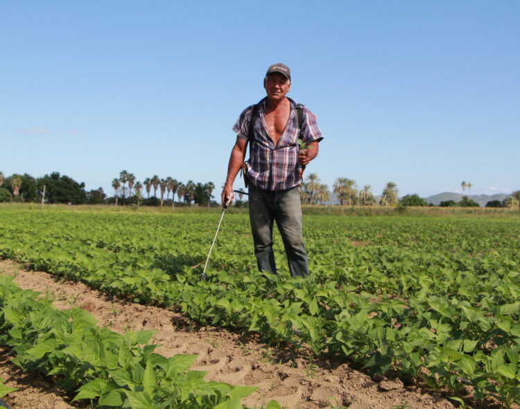 Aumenta apoyo del programa Sembrando Vida, beneficiarios recibirán 6 mil 250 pesos mensuales