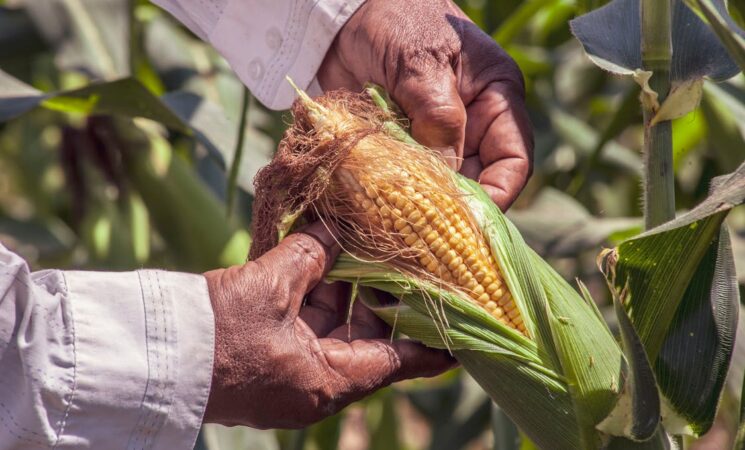 Precios de Garantía beneficiaron a 83 mil campesinos en el último año; sus ingresos subieron 46%