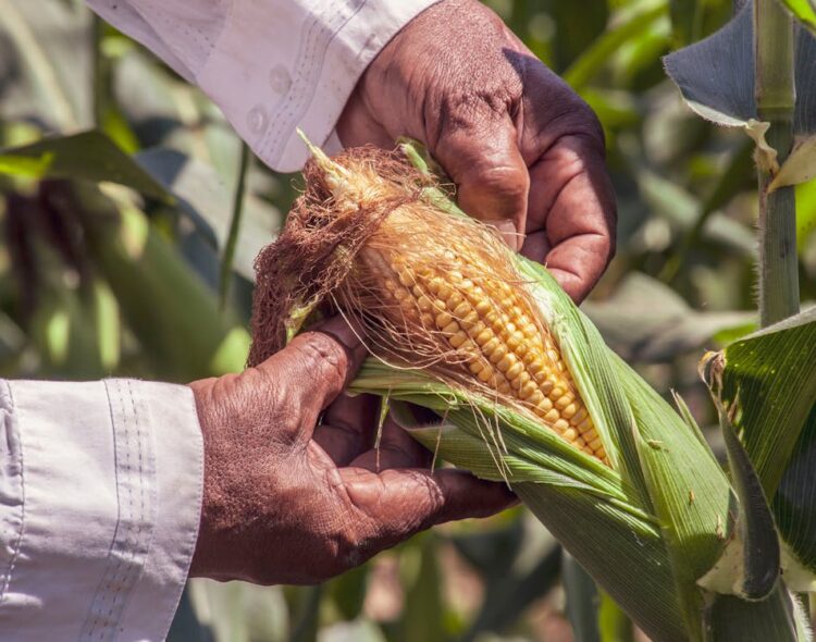 Precios de Garantía beneficiaron a 83 mil campesinos en el último año; sus ingresos subieron 46%