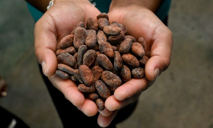 Chocolate Bienestar, hecho con cacao cultivado con Sembrando Vida en Tabasco y Chiapas