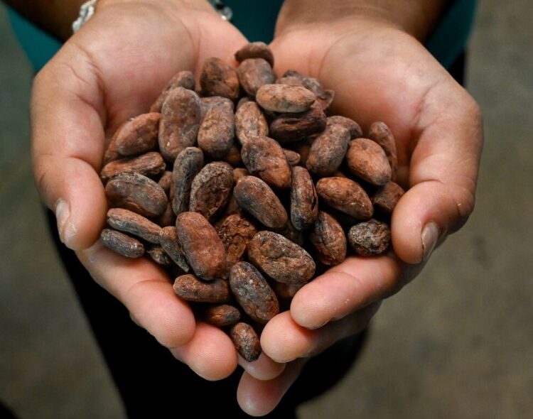 Chocolate Bienestar, hecho con cacao cultivado con Sembrando Vida en Tabasco y Chiapas