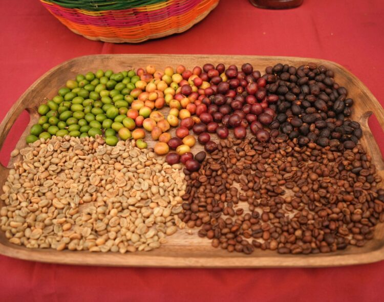 Café para el Bienestar, comercio justo para las y los productores de Sembrando Vida en Guerrero