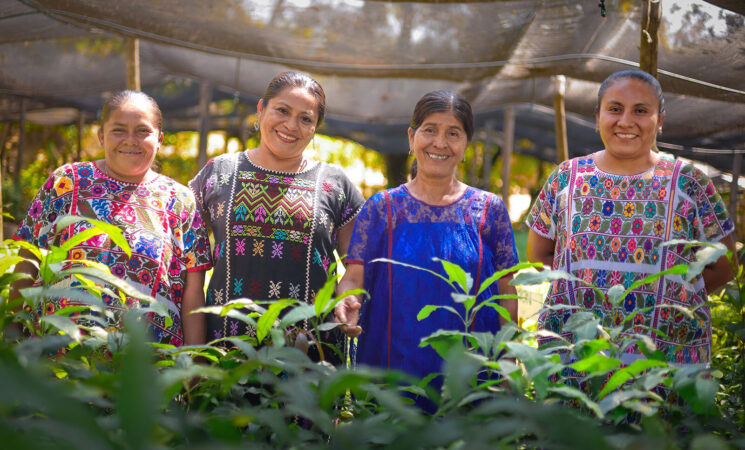 Renace el algodón nativo del pueblo amuzgo con Sembrando Vida