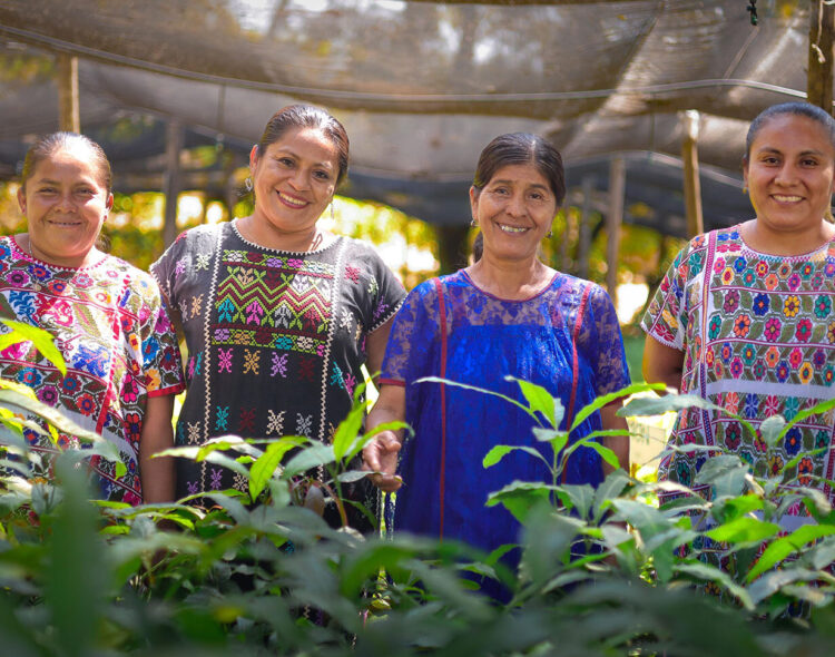 Renace el algodón nativo del pueblo amuzgo con Sembrando Vida