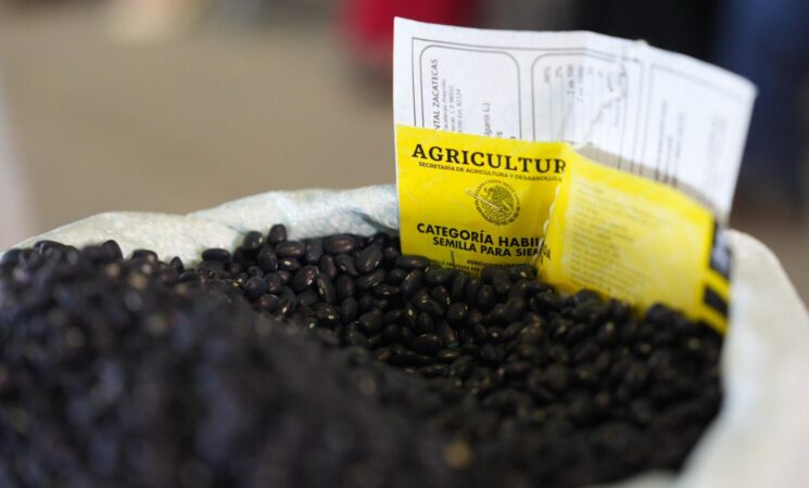 Producción y Fertilizantes para el Bienestar fortalecen el Plan de Autosuficiencia de Frijol