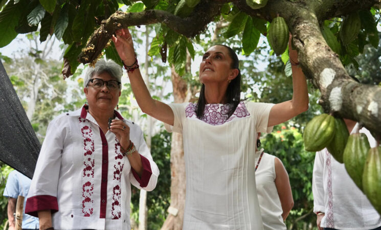 Sembrando Vida impulsará el cacao de Tabasco para hacer el Chocolate Bienestar
