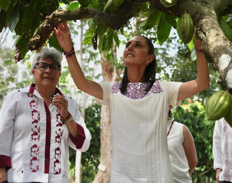 Sembrando Vida impulsará el cacao de Tabasco para hacer el Chocolate Bienestar